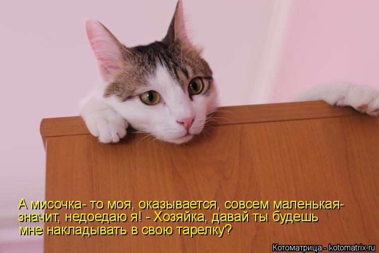 А мисочка- то моя, оказывается, совсем маленькая- значит, недоедаю я! - Хозяйка, давай ты будешь мне... Котоматрица: А мисочка- то моя, оказывается, совсем маленькая- значит, недоедаю я! - Хозяйка, давай ты будешь мне накладывать в свою тарелку?