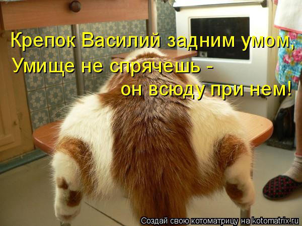 Крепок Василий задним умом, Умище не спрячешь - он всюду при нем!... Котоматрица: Крепок Василий задним умом, Умище не спрячешь - он всюду при нем!