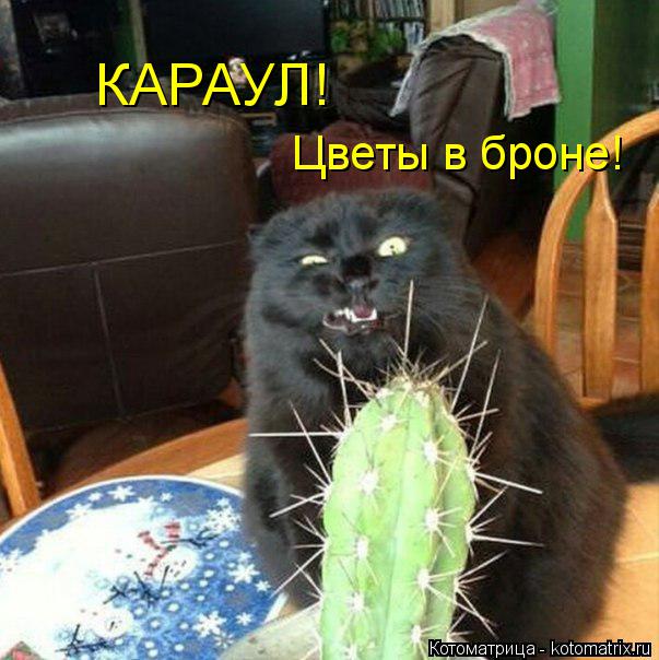 КАРАУЛ! Цветы в броне!... Котоматрица: КАРАУЛ! Цветы в броне!
