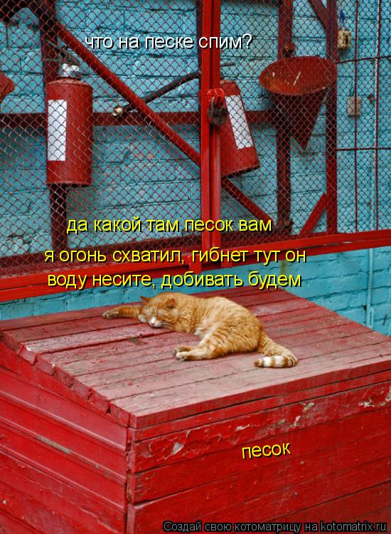 песок что на песке спим? да какой там песок вам я огонь схватил, гибнет тут он воду несите, добивать ... Котоматрица: песок что на песке спим? да какой там песок вам я огонь схватил, гибнет тут он воду несите, добивать будем