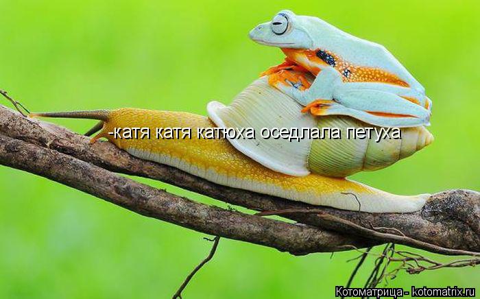 -катя катя катюха оседлала петуха... Котоматрица: -катя катя катюха оседлала петуха