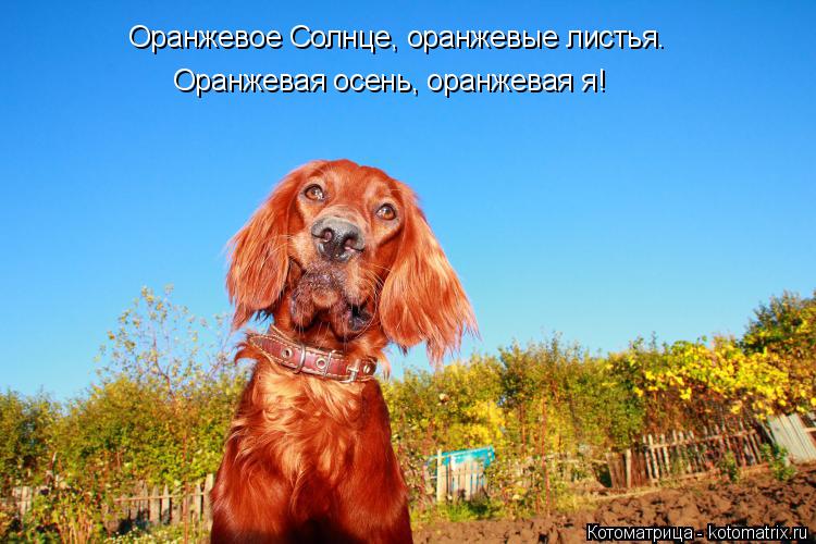 Оранжевое Солнце, оранжевые листья. Оранжевая осень, оранжевая я!... Котоматрица: Оранжевое Солнце, оранжевые листья. Оранжевая осень, оранжевая я!