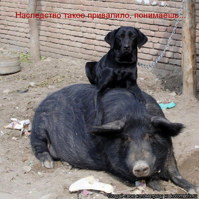 Наследство такое привалило, понимаешь...... Котоматрица: Наследство такое привалило, понимаешь...