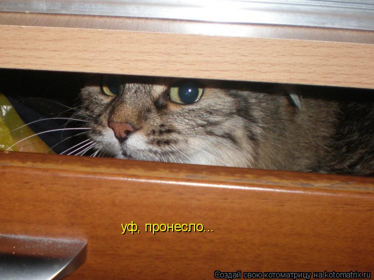 уф, пронесло...... Котоматрица: уф, пронесло...