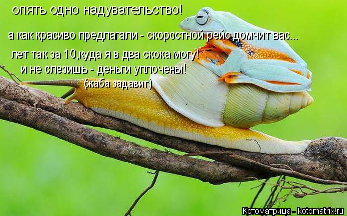 опять одно надувательство! а как красиво предлагали - скоростной рейс домчит вас... лет так за 10,куд... Котоматрица: опять одно надувательство! а как красиво предлагали - скоростной рейс домчит вас... лет так за 10,куда я в два скока могу! и не слезишь - деньги