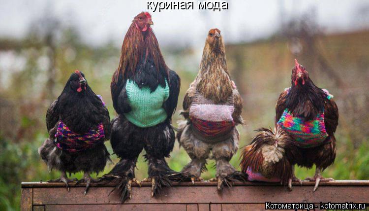 куриная мода... Котоматрица: куриная мода