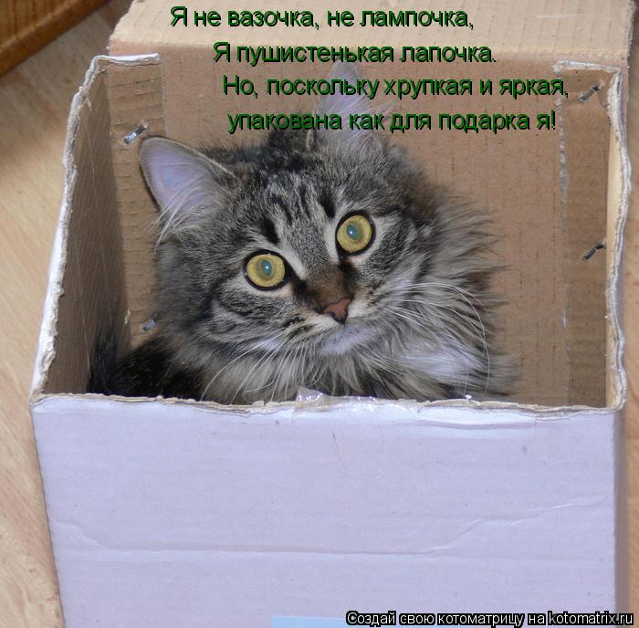 Я не вазочка, не лампочка, Я пушистенькая лапочка. Но, поскольку хрупкая и яркая, упакована как для п... Котоматрица: Я не вазочка, не лампочка, Я пушистенькая лапочка. Но, поскольку хрупкая и яркая, упакована как для подарка я!