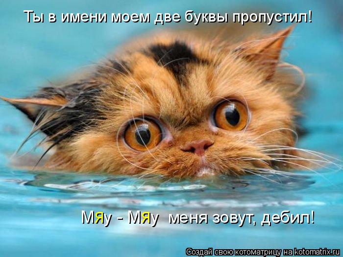 Котоматрица: Ты в имени моем две буквы пропустил! М  у - М  у  меня зовут, дебил! я        я