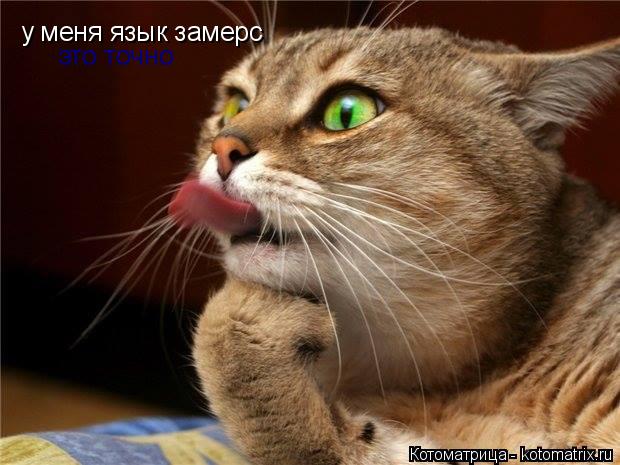 у меня язык замерс это точно... Котоматрица: у меня язык замерс это точно