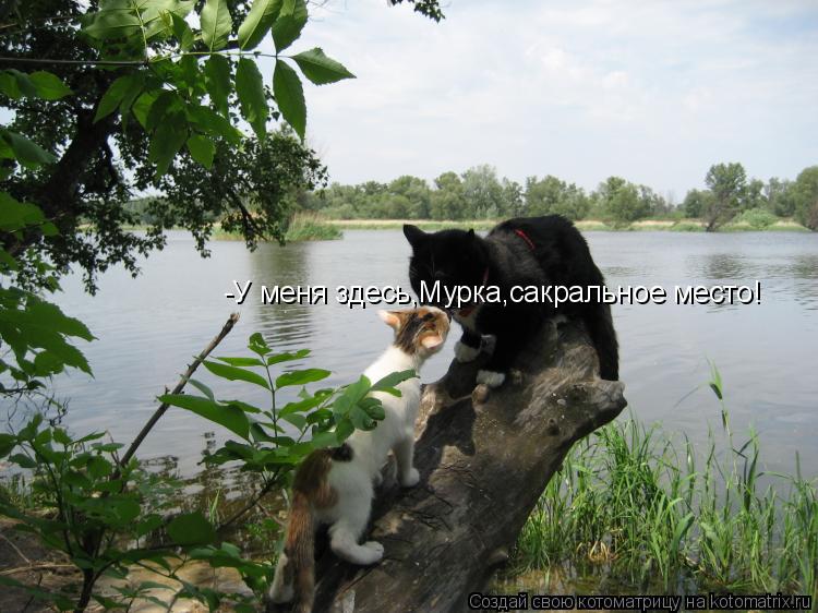 Котоматрица: -У меня здесь,Мурка,сакральное место!