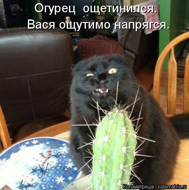 Огурец ощетинился. Вася ощутимо напрягся.... Котоматрица: Огурец ощетинился. Вася ощутимо напрягся.