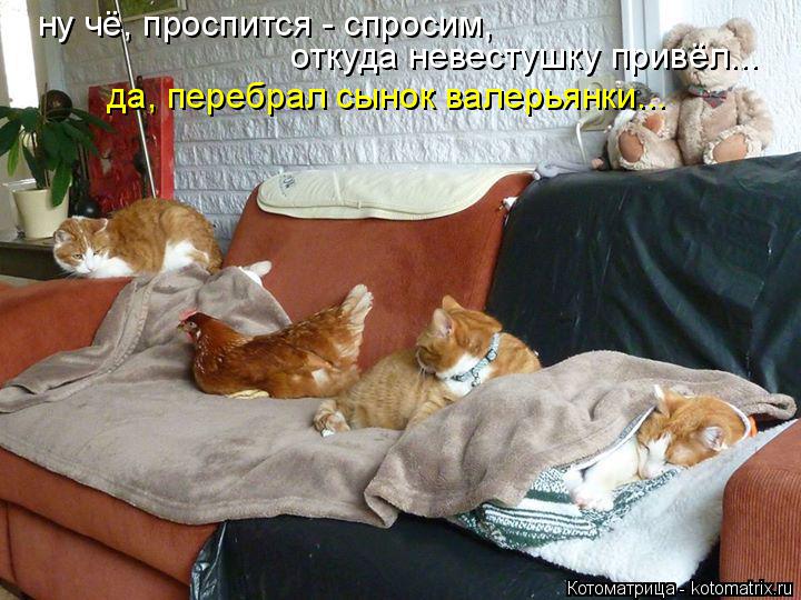 ну чё, проспится - спросим, откуда невестушку привёл... да, перебрал сынок валерьянки...... Котоматрица: ну чё, проспится - спросим, откуда невестушку привёл... да, перебрал сынок валерьянки...