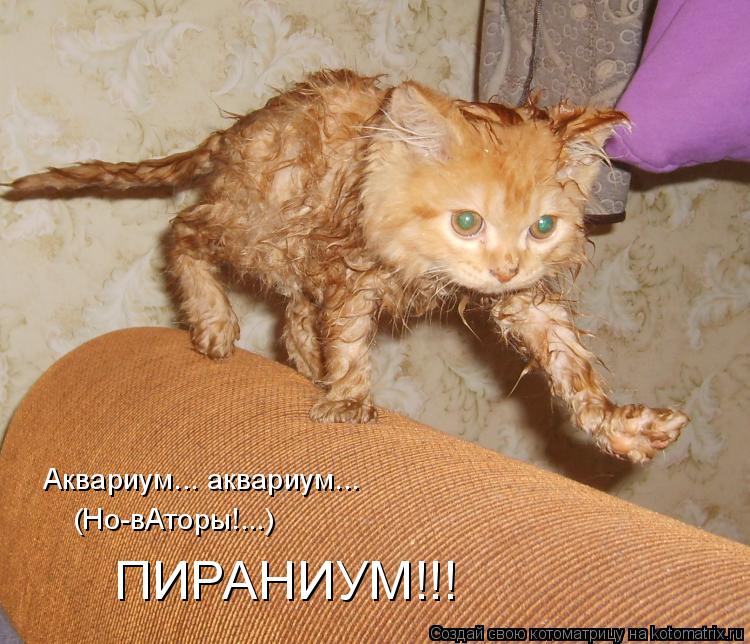 Аквариум... аквариум... (Но-вАторы!...) ПИРАНИУМ!!!... Котоматрица: Аквариум... аквариум... (Но-вАторы!...) ПИРАНИУМ!!!
