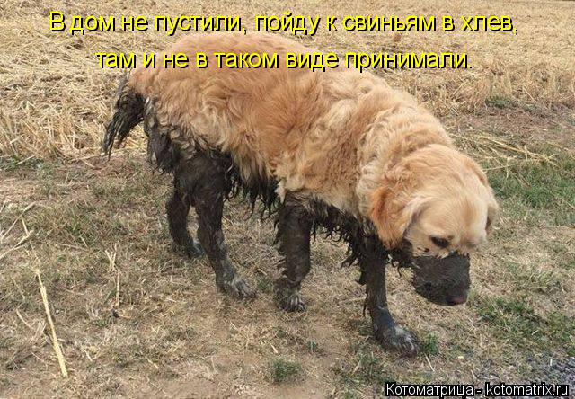 В дом не пустили, пойду к свиньям в хлев, там и не в таком виде принимали.... Котоматрица: В дом не пустили, пойду к свиньям в хлев, там и не в таком виде принимали.