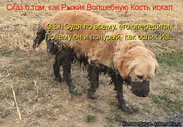 Котоматрица: Сказ о том, как Рыжик Волшебную Кость искал. З.Ы. Судя по всему, его опередили... Почему он и понурый, как ослик Иа...