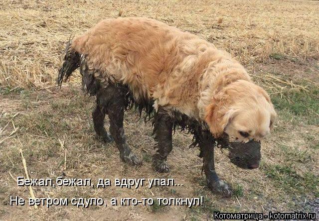 Бежал,бежал, да вдруг упал... Не ветром сдуло, а кто-то толкнул!... Котоматрица: Бежал,бежал, да вдруг упал... Не ветром сдуло, а кто-то толкнул!