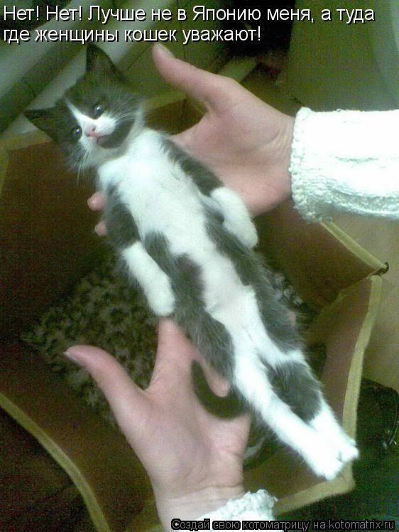 Нет! Нет! Лучше не в Японию меня, а туда где женщины кошек уважают!... Котоматрица: Нет! Нет! Лучше не в Японию меня, а туда где женщины кошек уважают!