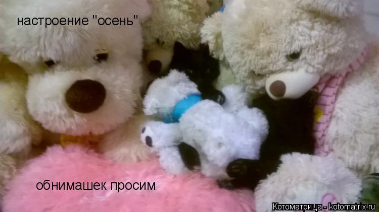 настроение "осень" обнимашек просим... Котоматрица: настроение "осень" обнимашек просим
