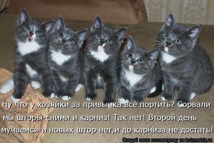 мы шторы-сними и карниз! Так нет! Второй день Ну что у хозяйки за привычка всё портить? Сорвали муча... Котоматрица: мы шторы-сними и карниз! Так нет! Второй день Ну что у хозяйки за привычка всё портить? Сорвали мучаемся-и новых штор нет,и до карниза не дост