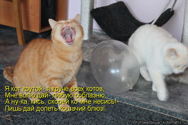 Я кот крутой- я круче всех котов, Мне волю дай- любую соблазню, А ну-ка, кись, скорей ко мне несись!-... Котоматрица: Я кот крутой- я круче всех котов, Мне волю дай- любую соблазню, А ну-ка, кись, скорей ко мне несись!- Лишь дай допеть кошачий блюз!