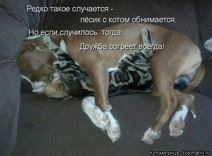 Котоматрица: Редко такое случается -  пёсик с котом обнимается. Но если случилось, тогда, Дружба согреет всегда!