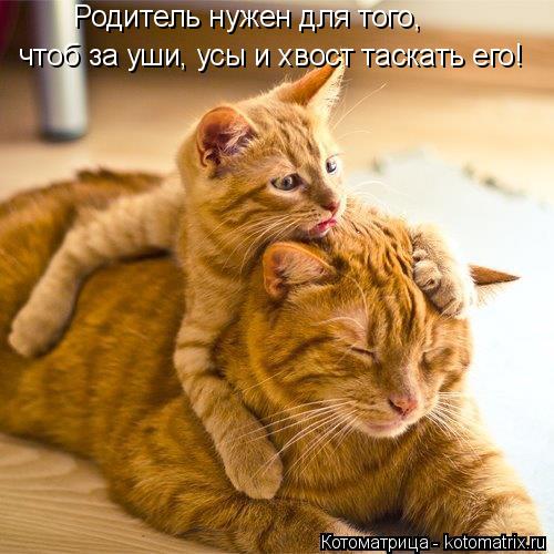 Родитель нужен для того, чтоб за уши, усы и хвост таскать его!... Котоматрица: Родитель нужен для того, чтоб за уши, усы и хвост таскать его!