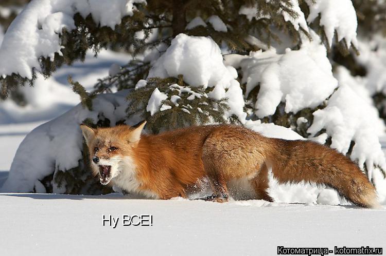 Ну ВСЕ!... Котоматрица: Ну ВСЕ!