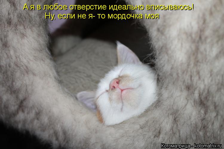 А я в любое отверстие идеально вписываюсь! Ну, если не я- то мордочка моя... Котоматрица: А я в любое отверстие идеально вписываюсь! Ну, если не я- то мордочка моя