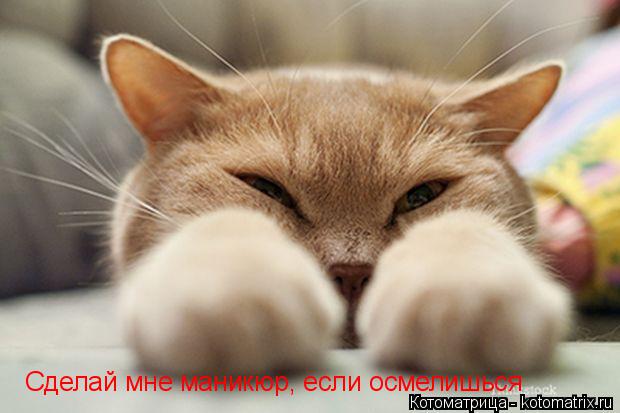 Сделай мне маникюр, если осмелишься... Котоматрица: Сделай мне маникюр, если осмелишься