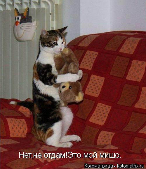 Нет,не отдам!Это мой мишо.... Котоматрица: Нет,не отдам!Это мой мишо.