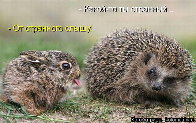 - Какой-то ты странный... - От странного слышу!... Котоматрица: - Какой-то ты странный... - От странного слышу!