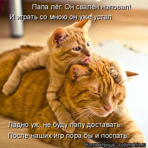 Папа лёг. Он свален наповал! И играть со мною он уже устал. Ладно уж, не буду папу доставать. После н... Котоматрица: Папа лёг. Он свален наповал! И играть со мною он уже устал. Ладно уж, не буду папу доставать. После наших игр пора бы и поспать.