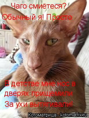 Котоматрица: Чаго смиётеся? Обычный я! Просто  В детстве мне нос в дверях прищемили За ухи вытягивали!