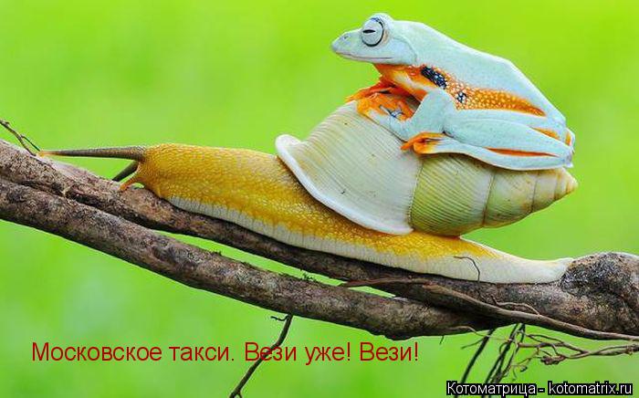 Московское такси. Вези уже! Вези!... Котоматрица: Московское такси. Вези уже! Вези!
