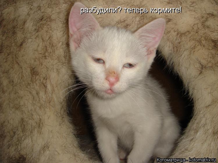 Котоматрица: разбудили? теперь кормите!