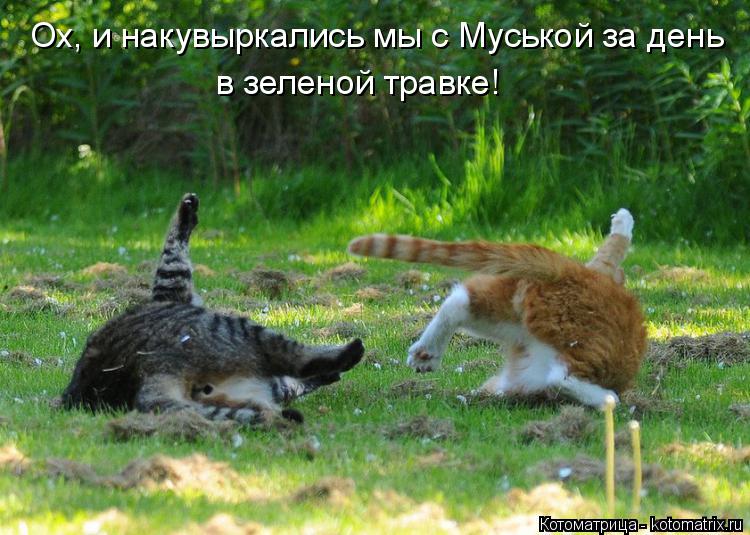 Котоматрица: Ох, и накувыркались мы с Муськой за день в зеленой травке!