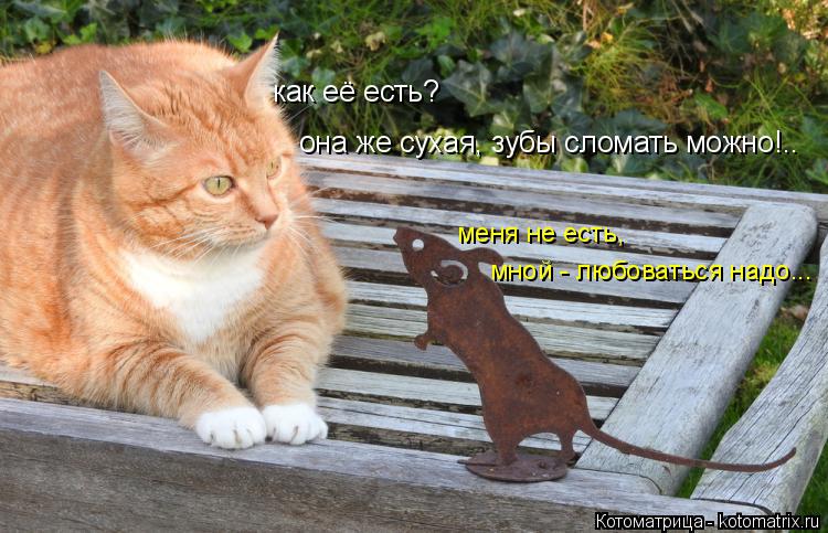 Котоматрица: как её есть? она же сухая, зубы сломать можно!.. меня не есть, мной - любоваться надо...