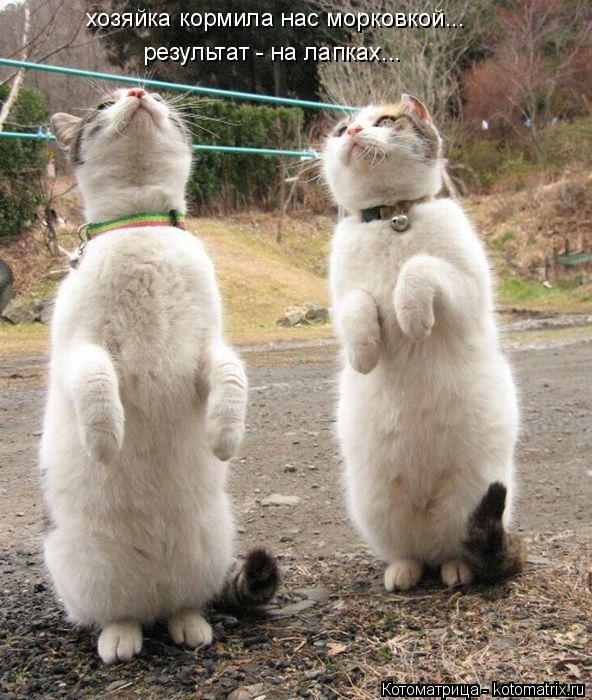 Котоматрица: хозяйка кормила нас морковкой... результат - на лапках...