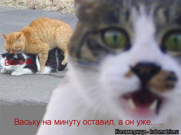 Котоматрица: Ваську на минуту оставил, а он уже...... Васька...