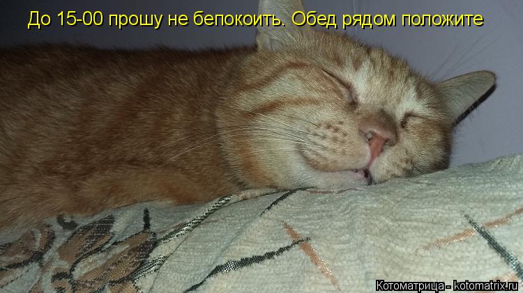 Котоматрица: До 15-00 прошу не бепокоить. Обед рядом положите
