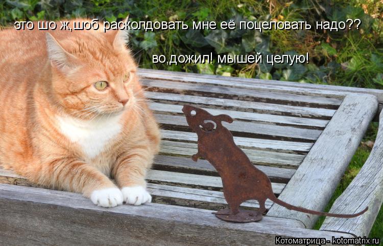 Котоматрица: это шо ж,шоб расколдовать мне её поцеловать надо?? во,дожил! мышей целую!