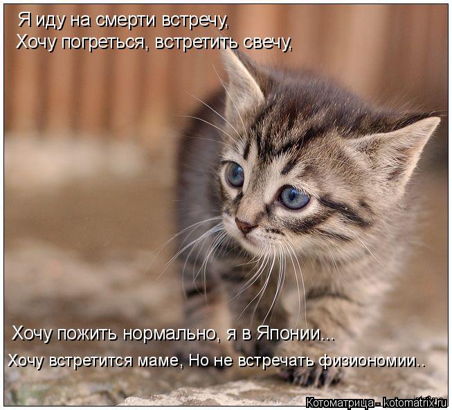Котоматрица: Я иду на смерти встречу, Хочу погреться, встретить свечу, Хочу пожить нормально, я в Японии... Хочу встретится маме, Но не встречать физиономи