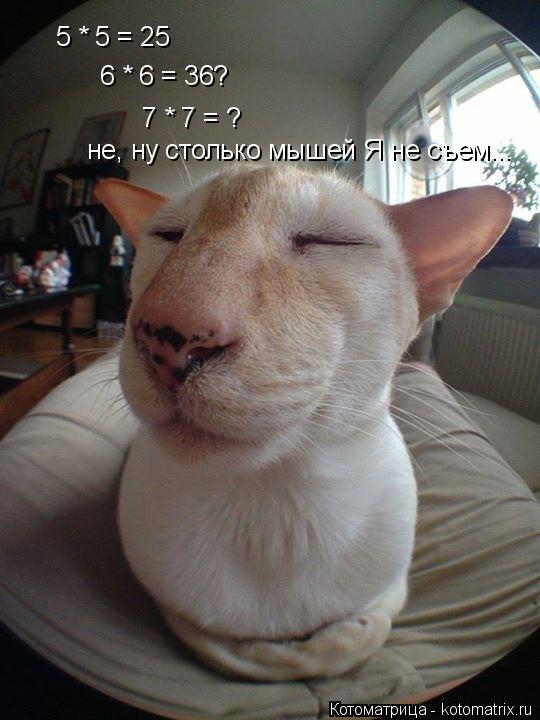 Котоматрица: 5 * 5 = 25 6 * 6 = 36? 7 * 7 = ? не, ну столько мышей Я не съем...