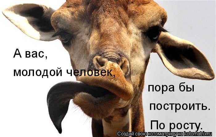 Котоматрица: А вас, построить. молодой человек, пора бы По росту.