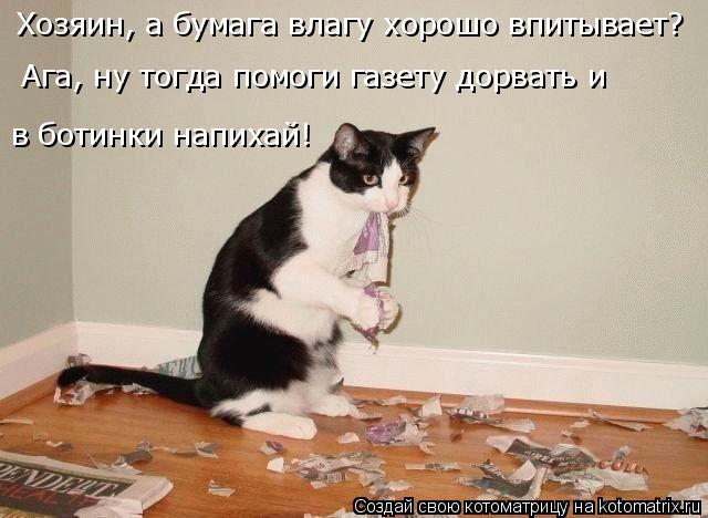 Хозяин, а бумага влагу хорошо впитывает? Ага, ну тогда помоги газету дорвать и в ботинки напихай!... Котоматрица: Хозяин, а бумага влагу хорошо впитывает? Ага, ну тогда помоги газету дорвать и в ботинки напихай!