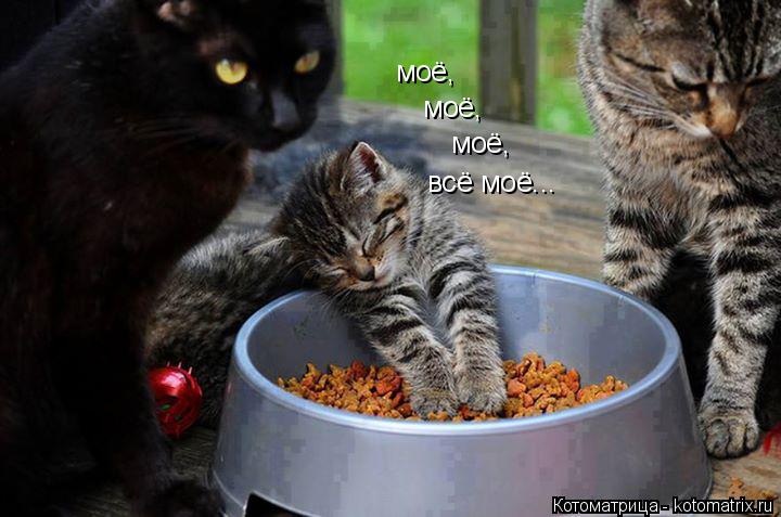 Котоматрица: моё,  моё,  моё,  всё моё...