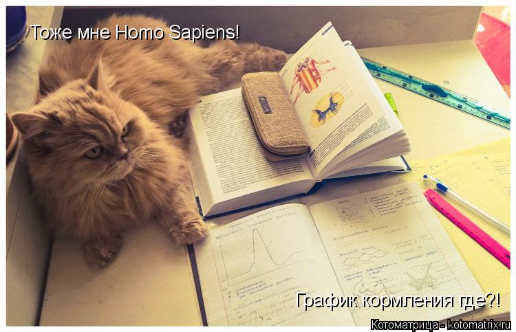 Котоматрица: Тоже мне Homo Sapiens!  График кормления где?!