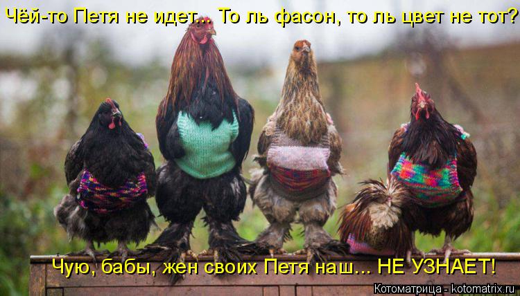 Котоматрица: Чёй-то Петя не идет... То ль фасон, то ль цвет не тот? Чую, бабы, жен своих Петя наш... НЕ УЗНАЕТ!