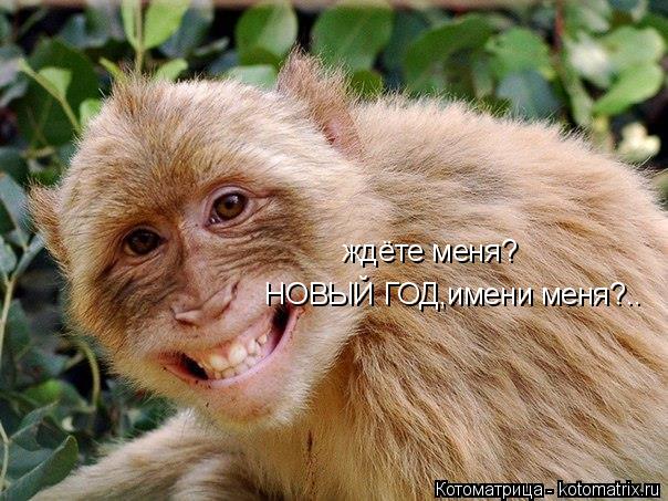 Котоматрица: ждёте меня? НОВЫЙ ГОД,имени меня?..