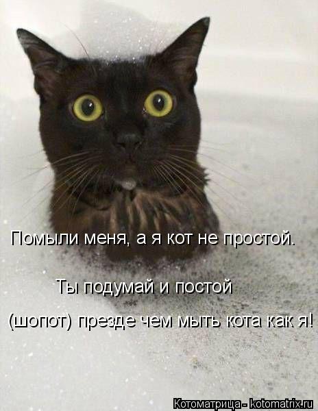 Котоматрица: Помыли меня, а я кот не простой. Ты подумай и постой  (шопот) презде чем мыть кота как я!